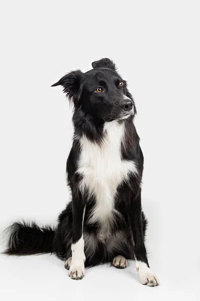 コピースペースとグレーの背景に隔離された脇に見て愛らしい純血ボーダーコリーの完全な長さの肖像画 面白い黒と白の犬は真剣にしようとします — ストック写真