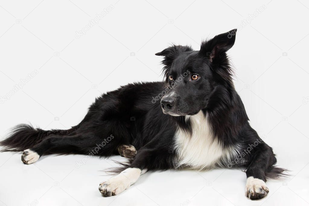 Attentive purebred border collie dog lying on the floor one ear bent, full length portrait looking to camera isolated over white background.