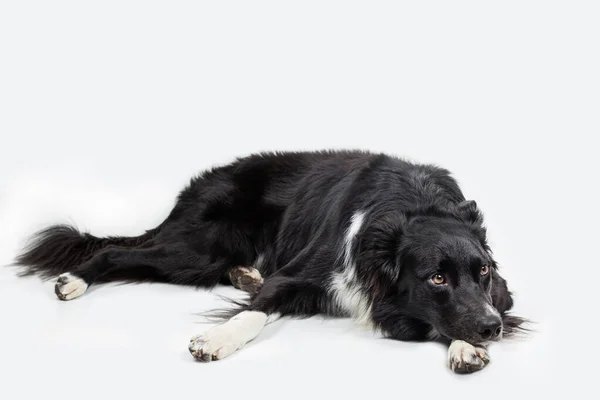 Full Length Portrait Sad Thoughtful Purebred Border Collie Dog Laying — Stock Photo, Image