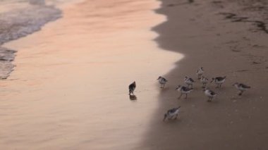 Sahilde küçük kuşlar