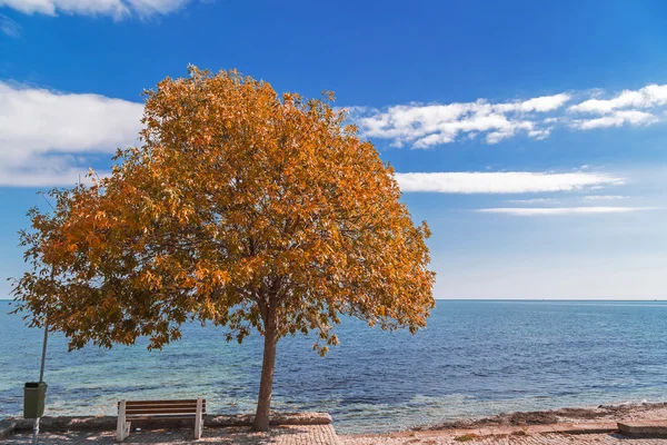 Autumn tree by the sea side — Stock Photo, Image