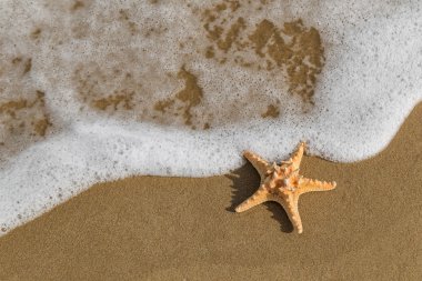 Sahilde denizyıldızı