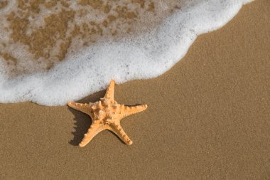 Denizyıldızı dalgaların içine