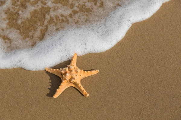 Denizyıldızı dalgaların içine