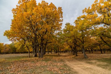 renkli sonbahar ağaçları orman