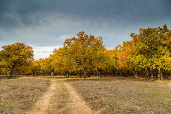 Toprak yol ve sonbahar orman — Stok fotoğraf