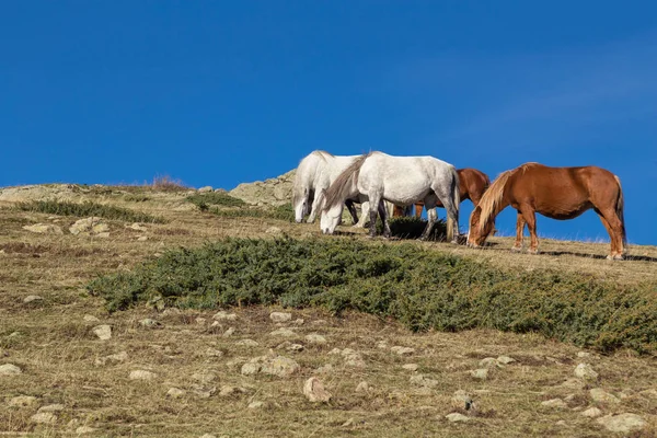 Cavalos selvagens pastando grama na colina — Fotografia de Stock