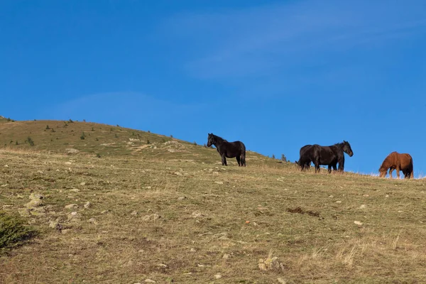 Cavalos selvagens na montanha — Fotografia de Stock