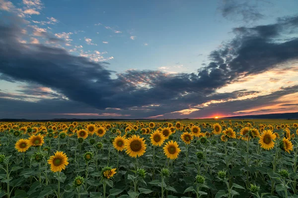 Magnifique coucher de soleil sur le champ de tournesol — Photo