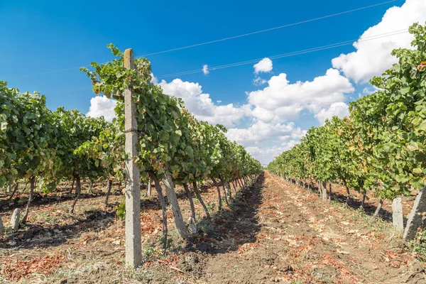 File di vigneti — Foto Stock