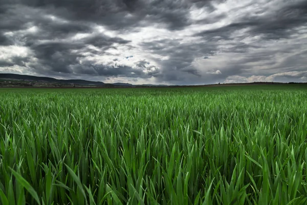 Storm clouds over the field of wheat — Stock Photo, Image