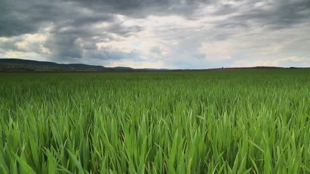 Хмари бурі на полі пшениці — стокове відео