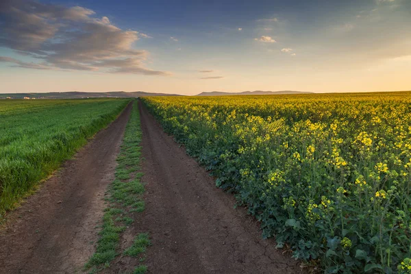 Dirt road between two fields with rapeseed and wheat — Stock Photo, Image