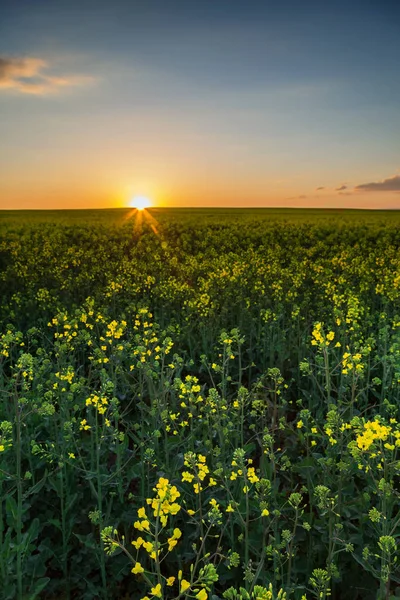 Campo di colza al tramonto — Foto Stock