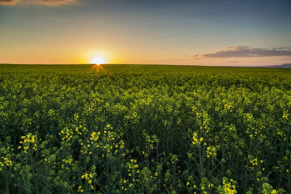 Pôr do sol sobre o campo de colza — Fotografia de Stock