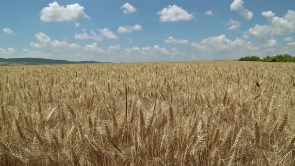 Campo de trigo y hermoso cielo azul — Vídeo de stock