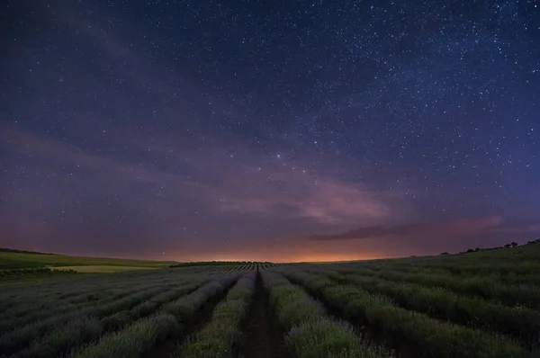 Cielo estrellado sobre el campo de lavanda — Foto de Stock