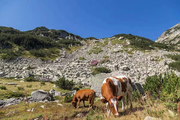 Vacas em um pasto de montanha — Fotografia de Stock