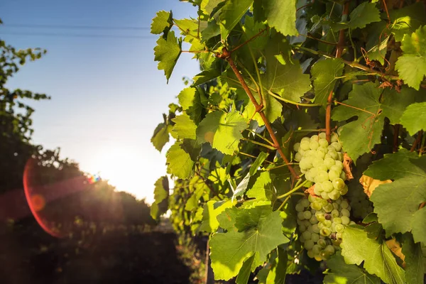 Uva bianca del vigneto al tramonto — Foto Stock