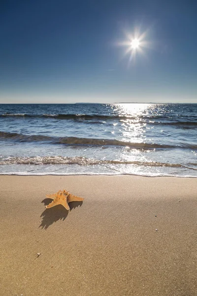 Estrella Mar Playa Verano Soleado —  Fotos de Stock