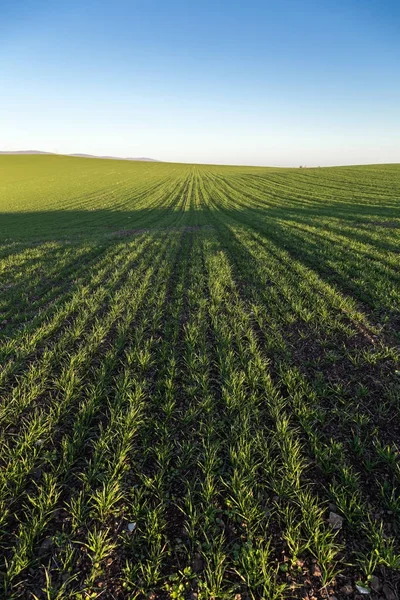 Landscape Wheat Fields Bulgaria — Stock Photo, Image