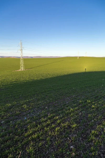 Dlouhé Stíny Nad Pšeničné Pole — Stock fotografie