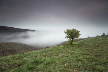 Yeşil ağaç bahar sisli gün tepede