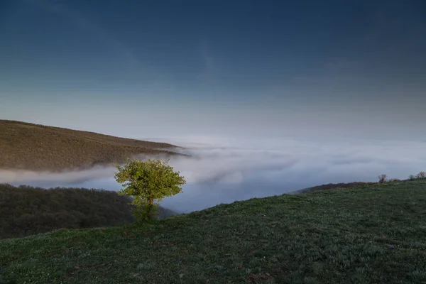Tree on the hill over the mist