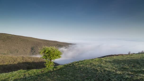 山上的寂寞树和坠落的雾 — 图库视频影像