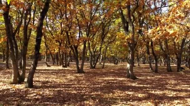 Foresta Nella Stagione Autunnale — Video Stock