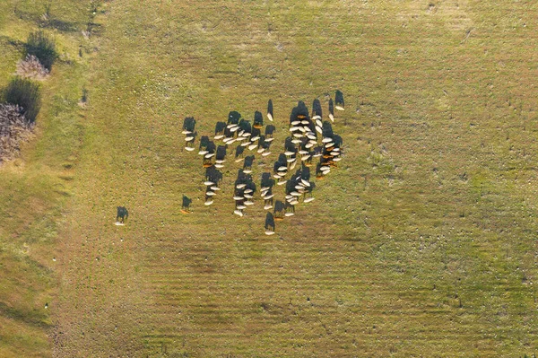 Αεροφωτογραφία Του Σμήνους Προβάτων Βοσκότοπους — Φωτογραφία Αρχείου