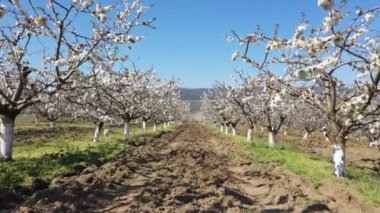 Kiraz bahçesinde çiçek açan kiraz ağaçları