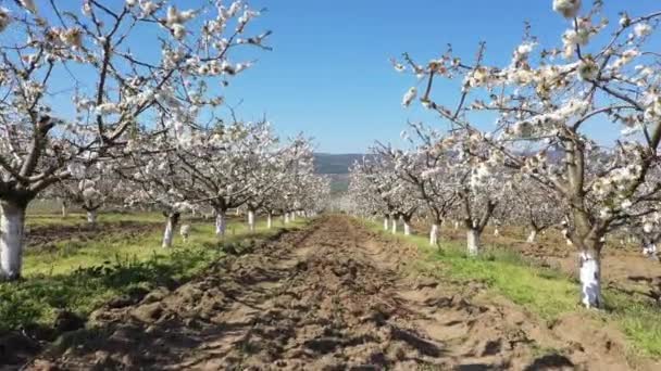 樱桃园盛开的樱桃树 — 图库视频影像