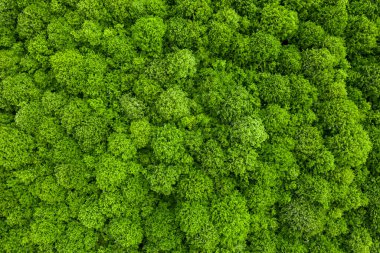 Yazın yaprak döken ormanın hava aracı görüntüsü