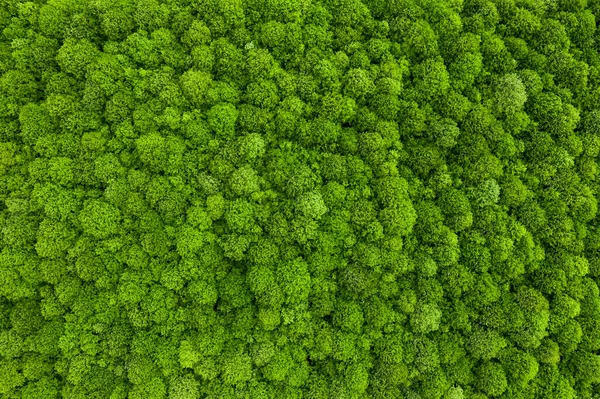 Vista Aérea Drone Floresta Caduca Verão Fotos De Bancos De Imagens