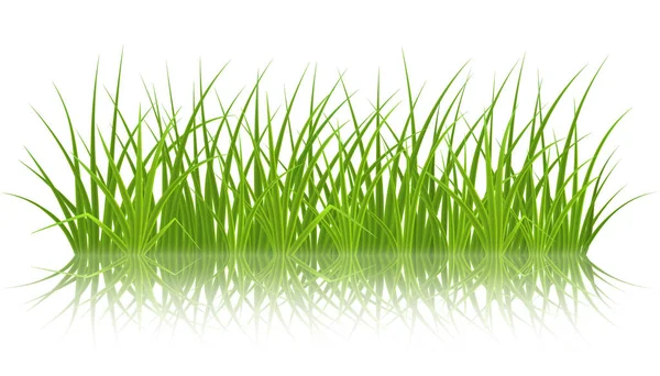 Vector green grass — Stock Vector