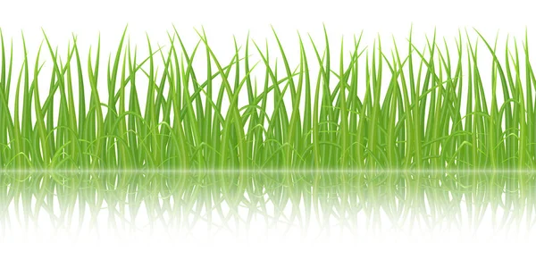 Vektor grönt gräs — Stock vektor