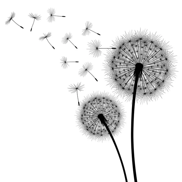 Dandelion flower and seeds — Stock Vector