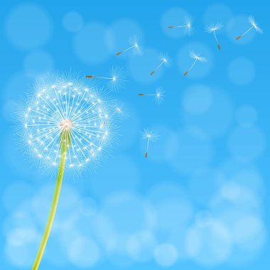 Karahindiba çiçeği arka plan