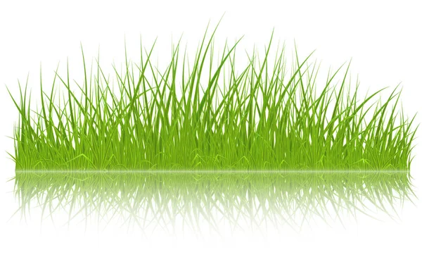 Vector green grass — Stock Vector