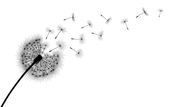 Paardebloem bloem en zaden — Stockvector