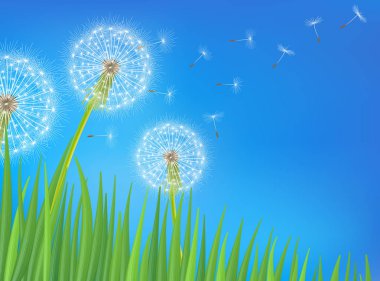 Karahindiba çiçeği arka plan