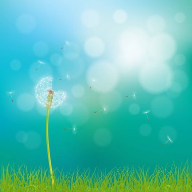 Karahindiba çiçeği arka plan