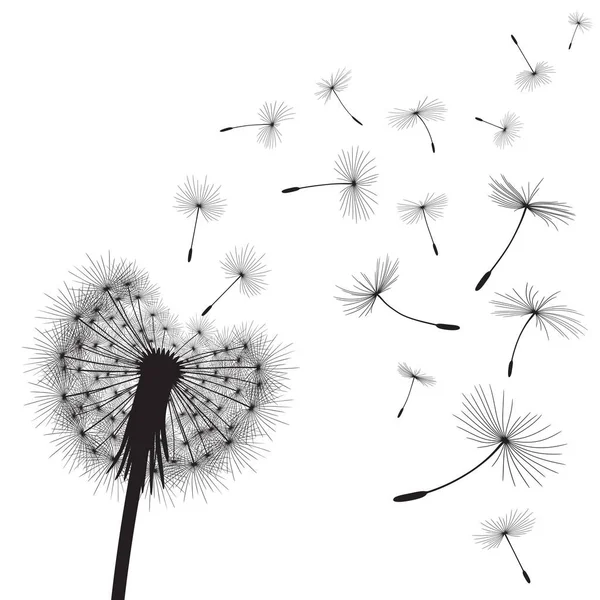 Fleur et graines de pissenlit — Image vectorielle