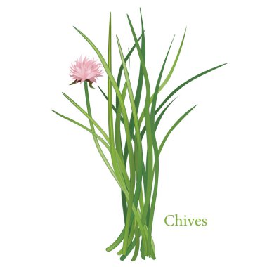 Frenk soğanı Herb, pembe çiçekler