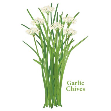 Sarımsak Chives Herb