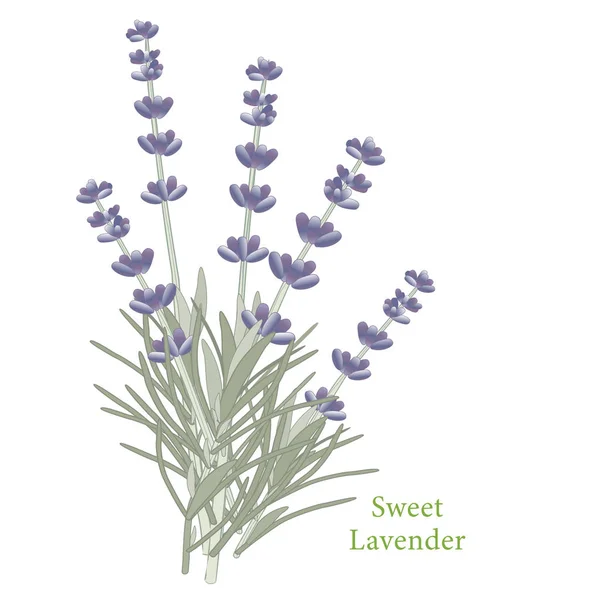 Hierba de lavanda dulce — Vector de stock