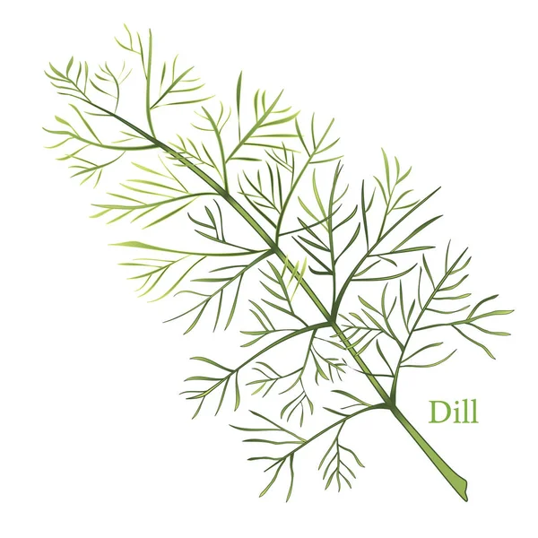 Dille kruid, Dill onkruid — Stockvector