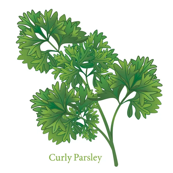 Curly Parsley Herb — Stock Vector