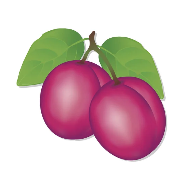Prunes, fruits frais doux du verger — Image vectorielle